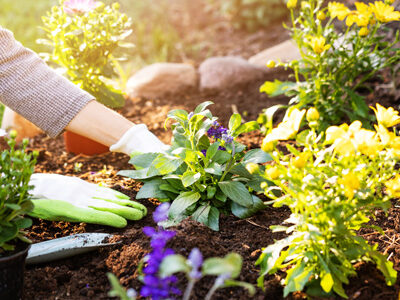 Why you don’t need a green thumb to garden successfully