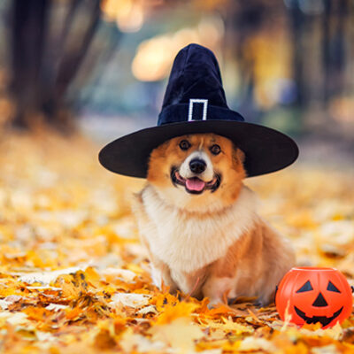 Is Halloween a pagan holiday? How its true history may surprise you